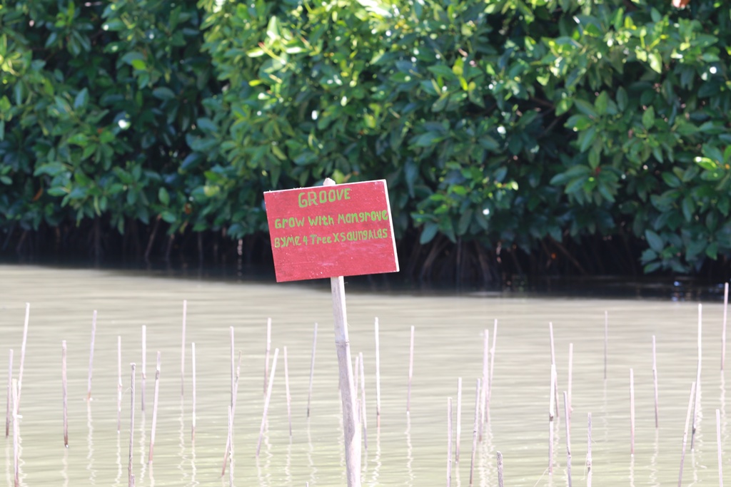 Benteng Hijau untuk Pantai Sederhana, Ikhtiar Me4Tree Menahan Laju Abrasi